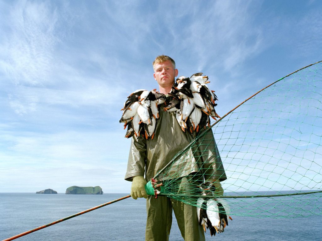 Portrait of puffin hunter Jakob Erlingsson holding the puffins he has caught that day using a net. Puffin hunting has been of major importance in Vestmannaeyjar and during the hunting season of just over 6 weeks every year, some 16,000 puffins were caught to make up Iceland’s national dinner. However by 2011 and 2012, breeding failures had taken such a toll that puffin hunting was banned in the Vestmannaeyjar. In 2013 a five-day puffin-hunting season was allowed at the end of July.